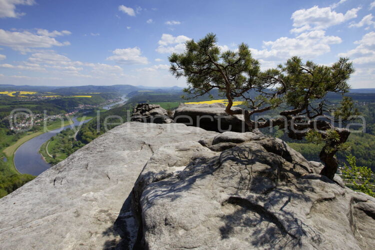 kleine Kiefer auf Lilienstein im Sommer dahinter die Elbe