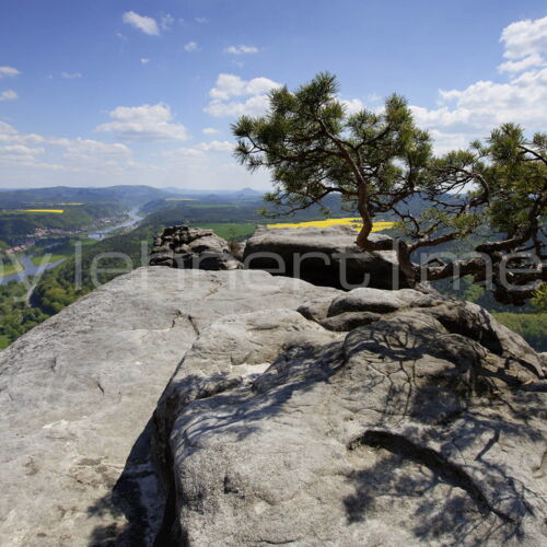 kleine Kiefer auf Lilienstein im Sommer dahinter die Elbe